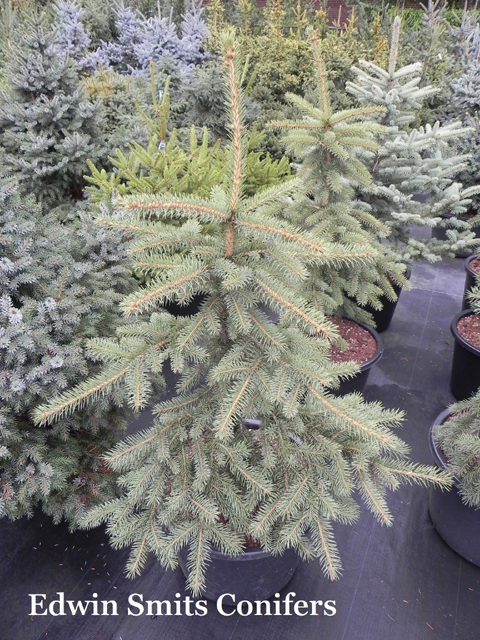 Picea pungens 'Teton Last Find'  (Teton Grove Collection # 14)